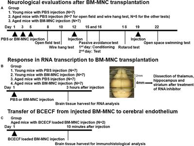 Intravenous Bone Marrow Mononuclear Cells Transplantation in Aged Mice Increases Transcription of Glucose Transporter 1 and <mark class="highlighted">Na+/K+-ATPase</mark> at Hippocampus Followed by Restored Neurological Functions